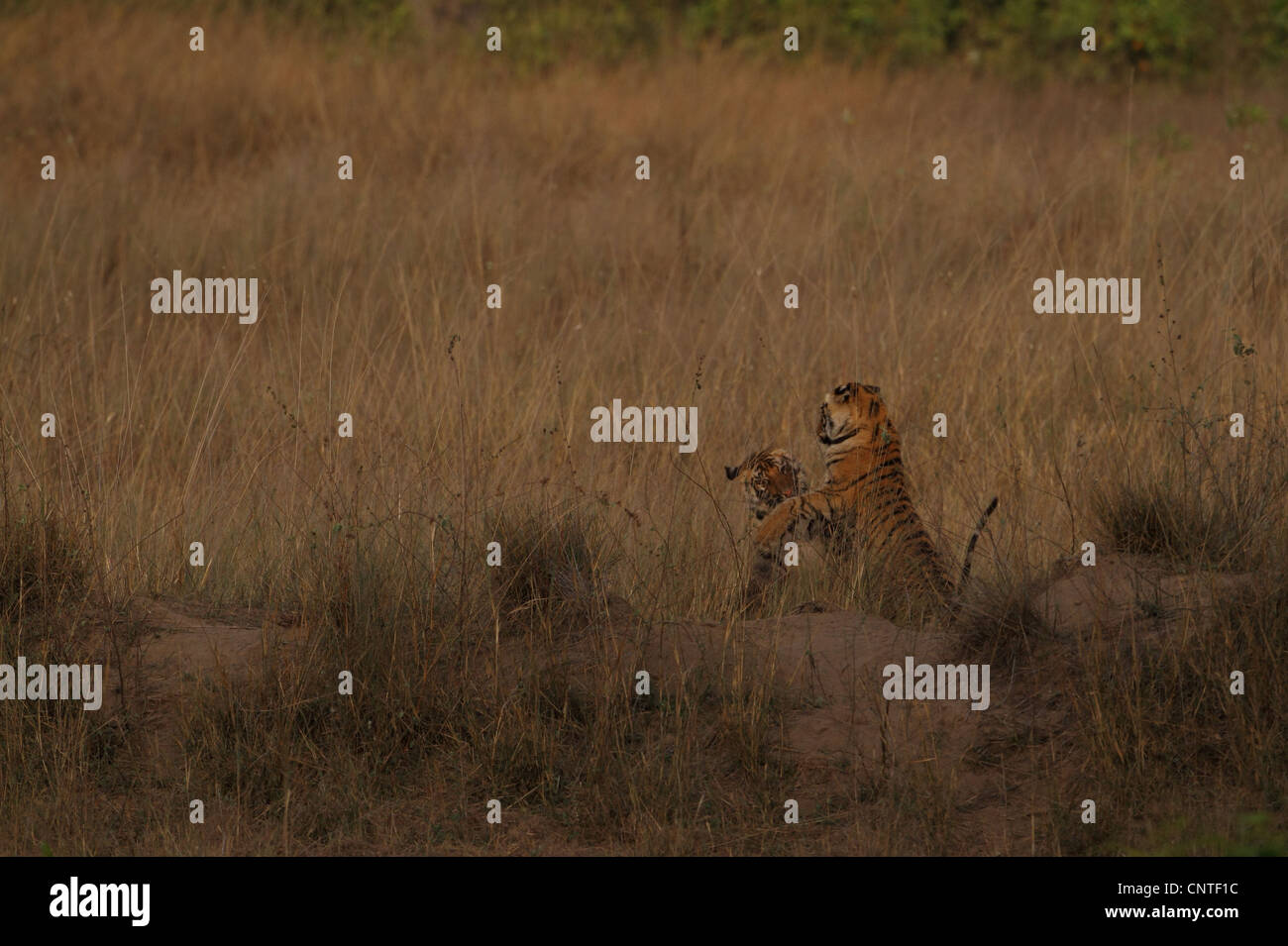 Cuccioli di tigre in Bandhavgarh National Park, India Foto Stock