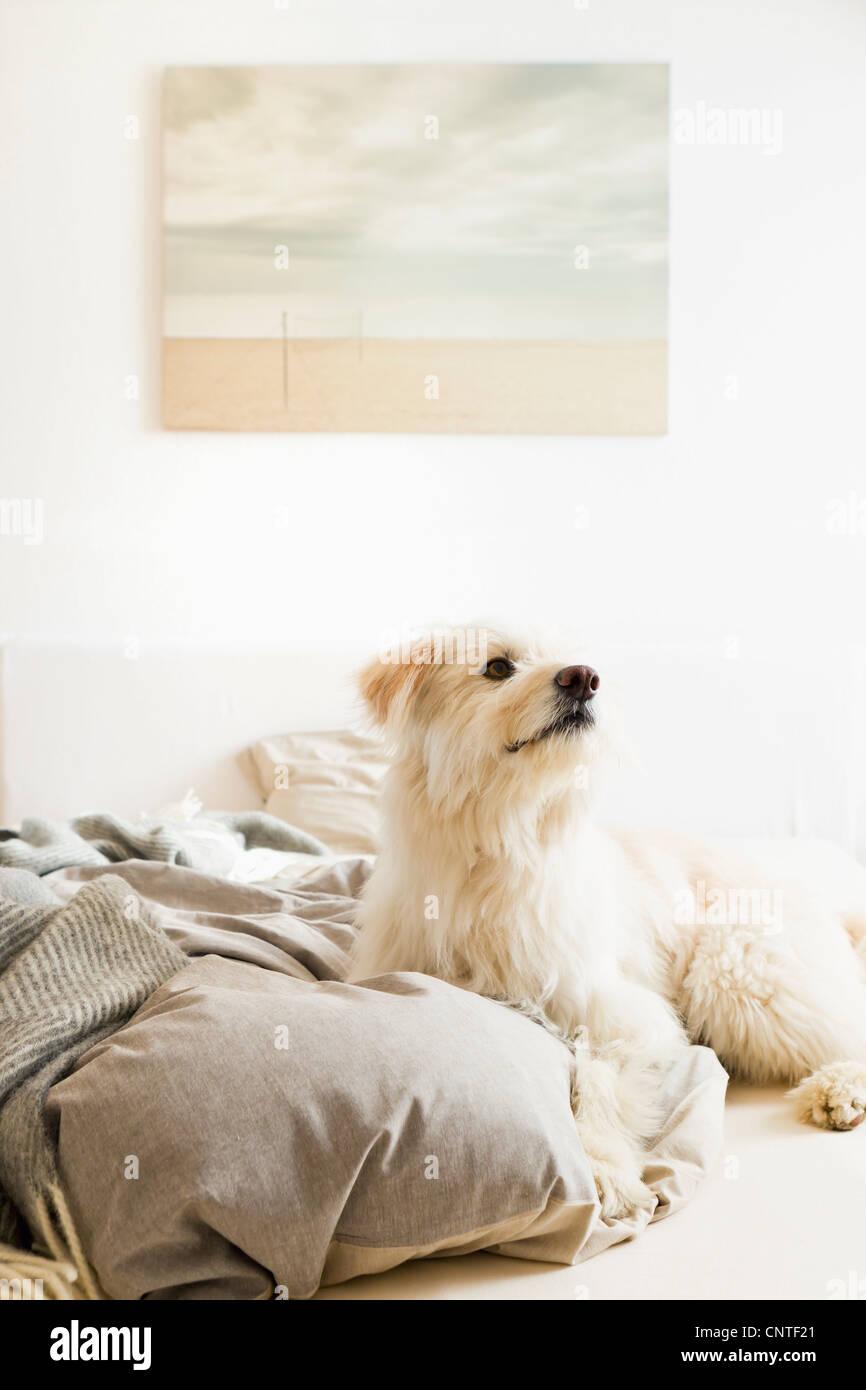 Dog sitter su letto Foto Stock