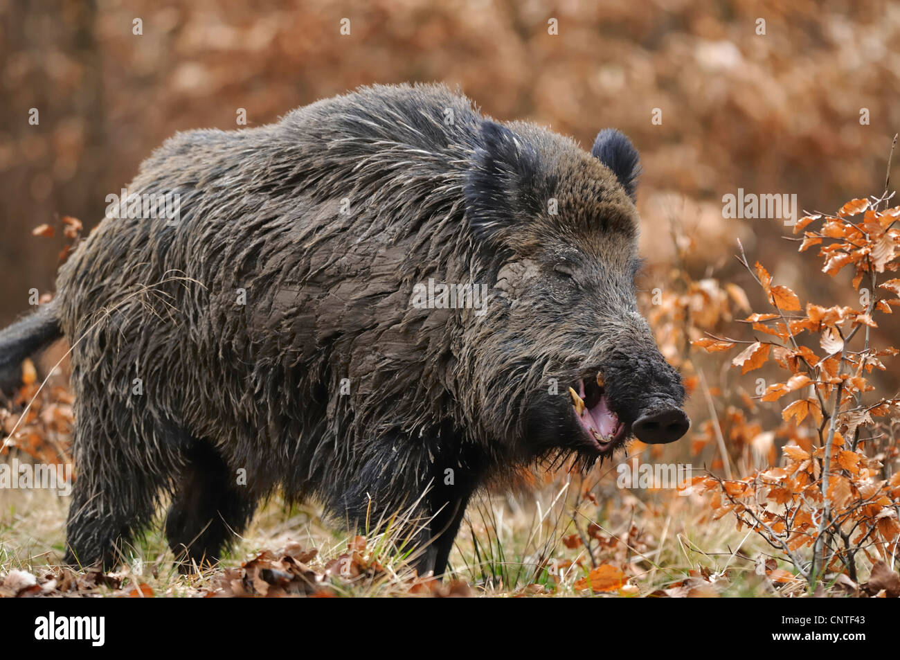 Il cinghiale, maiale, il cinghiale (Sus scrofa), maschio in piedi nella foresta di faggio, Germania Foto Stock