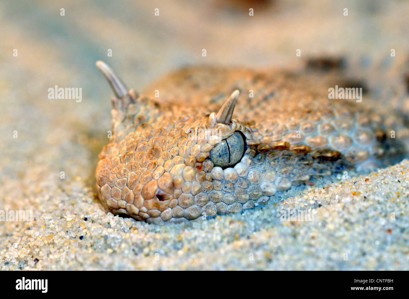 Vipera cornuta, deserto africano vipera cornuta (Cerastes cerastes), giacente in sabbia Foto Stock