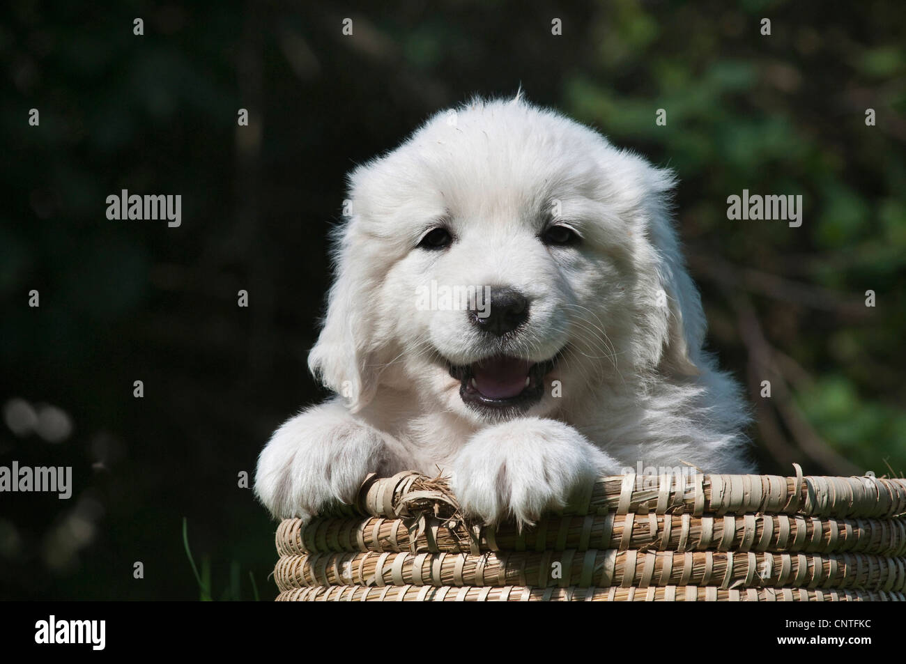 Il Tatra cane pastore (Canis lupus f. familiaris), cucciolo seduto in un cestello Foto Stock