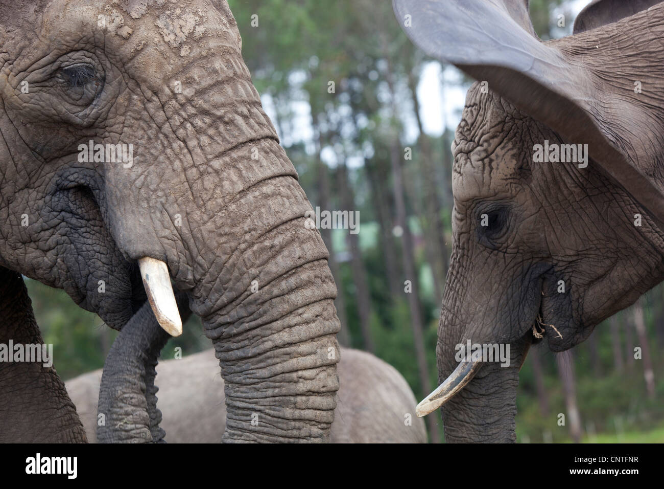 Gli elefanti mangiare a Knysna Elephant Park, Sud Africa Foto Stock