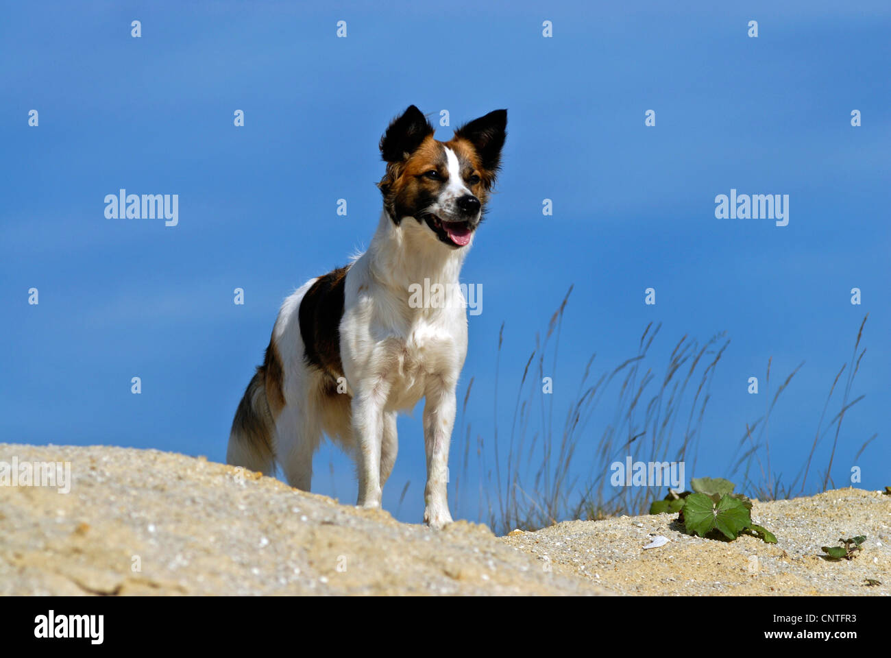 Kromfohrlaender (Canis lupus f. familiaris), seduto su un sandhill, Germania Foto Stock