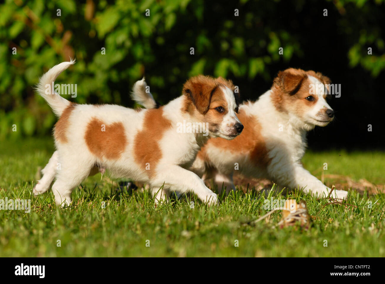 Kromfohrlaender (Canis lupus f. familiaris), due cuccioli in esecuzione attraverso un prato Foto Stock