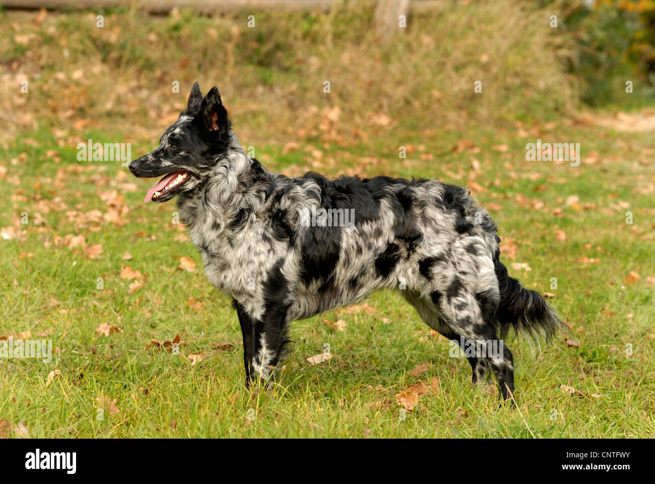 Mudi (Canis lupus f. familiaris), stando in piedi in un prato, Germania Foto Stock