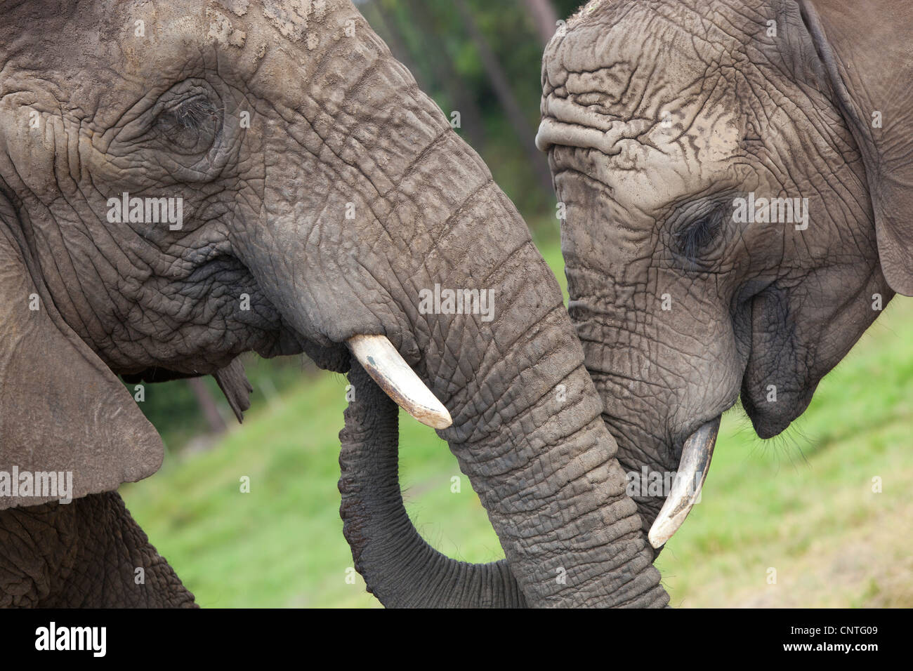Due elefanti che mostra la compassione a Knysna Elephant Park, Sud Africa Foto Stock