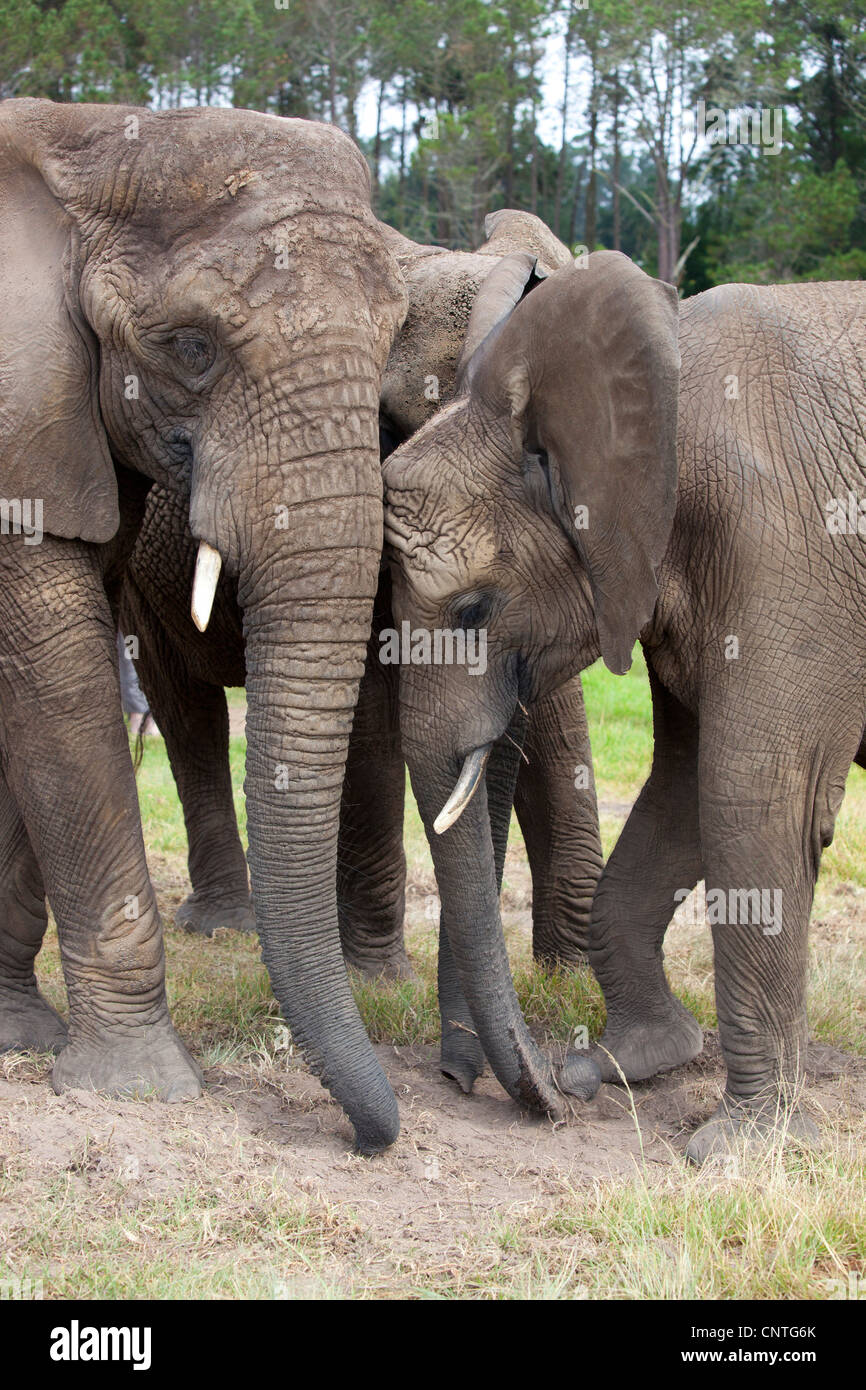 Un gruppo di elefanti a Knysna Elephant Park, Sud Africa Foto Stock