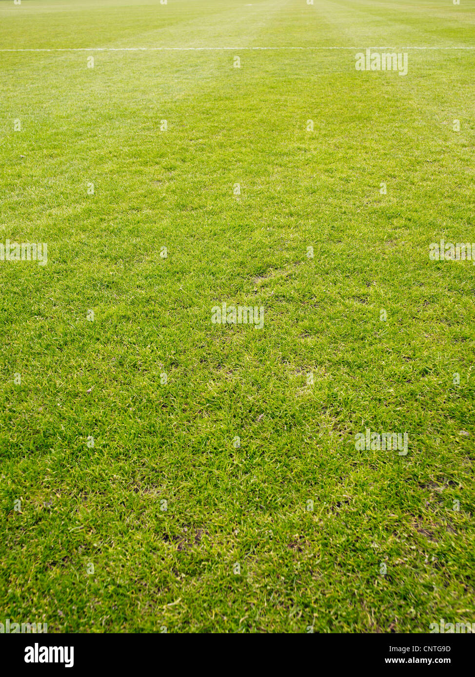 Erba verde touch line Foto Stock