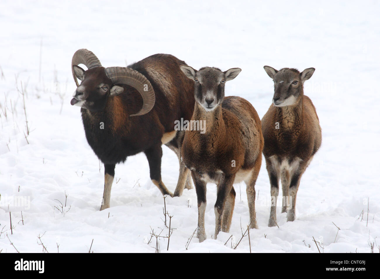 Muflone (Ovis musimon, Ovis gmelini musimon, Ovis orientalis musimon), tre mufloni in una coperta di neve prato, Germania Foto Stock