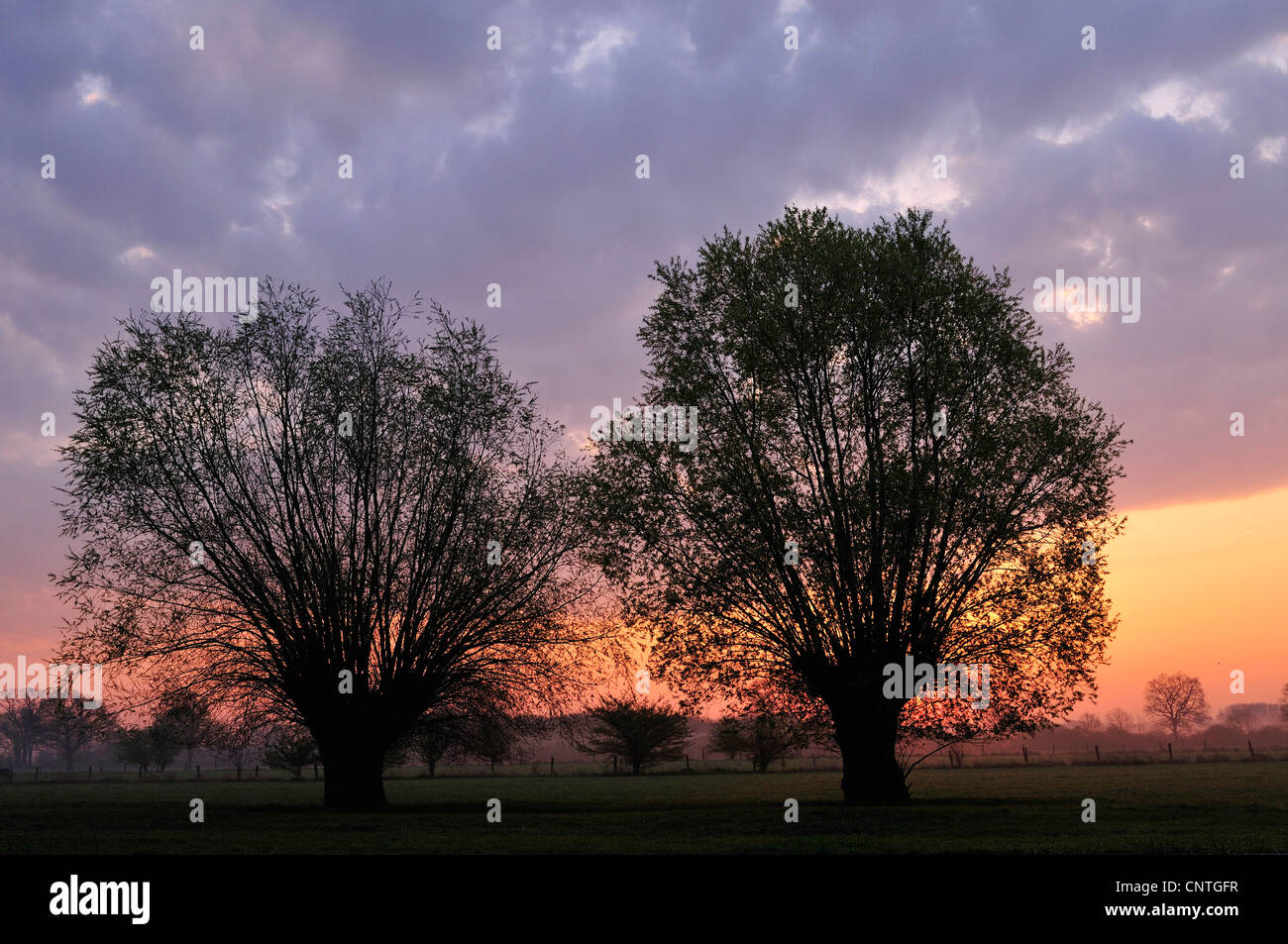 Due salici all'alba in controluce, in Germania, in Renania settentrionale-Vestfalia, Muensterland Foto Stock
