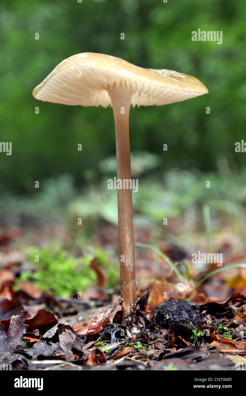 Oudemansiella radicata (Oudemansiella radicata), corpo fruttifero, Germania Foto Stock