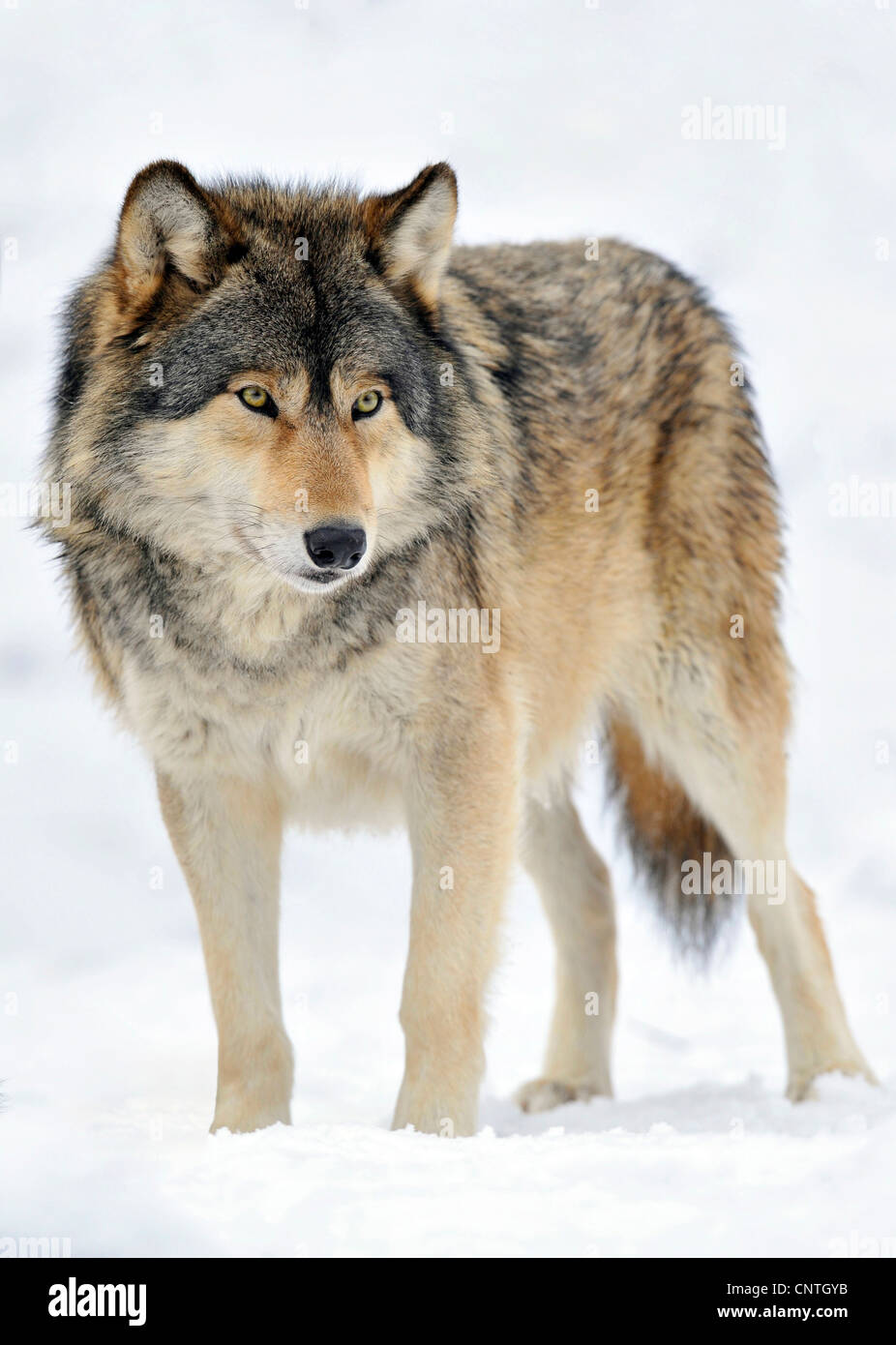 Valle di Mackenzie Wolf, Rocky Mountain Wolf, Alaskan Tundra Wolf o legname canadese Lupo (Canis lupus occidentalis), in presenza di neve Foto Stock