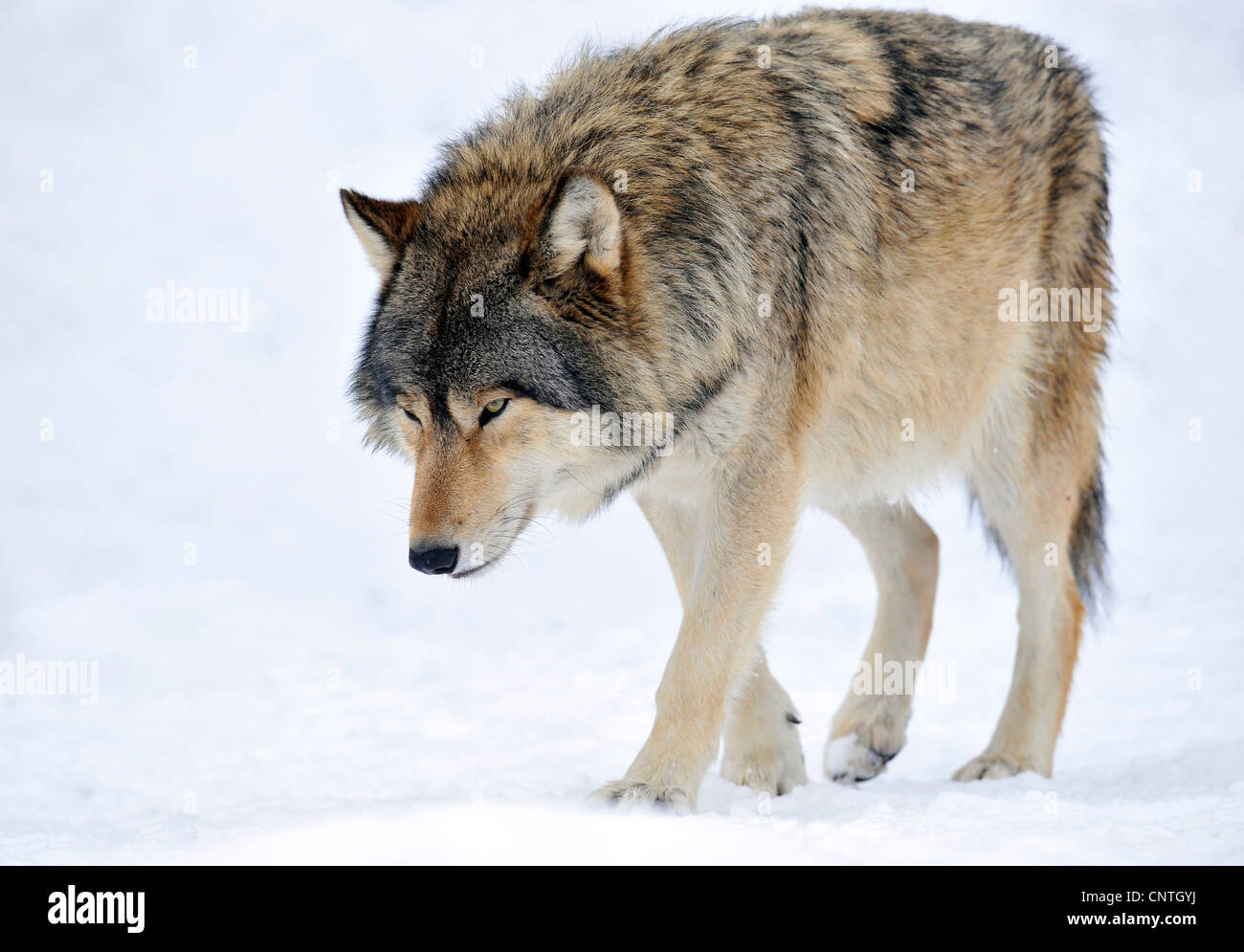 Valle di Mackenzie Wolf, Rocky Mountain Wolf, Alaskan Tundra Wolf o legname canadese Lupo (Canis lupus occidentalis), in presenza di neve Foto Stock
