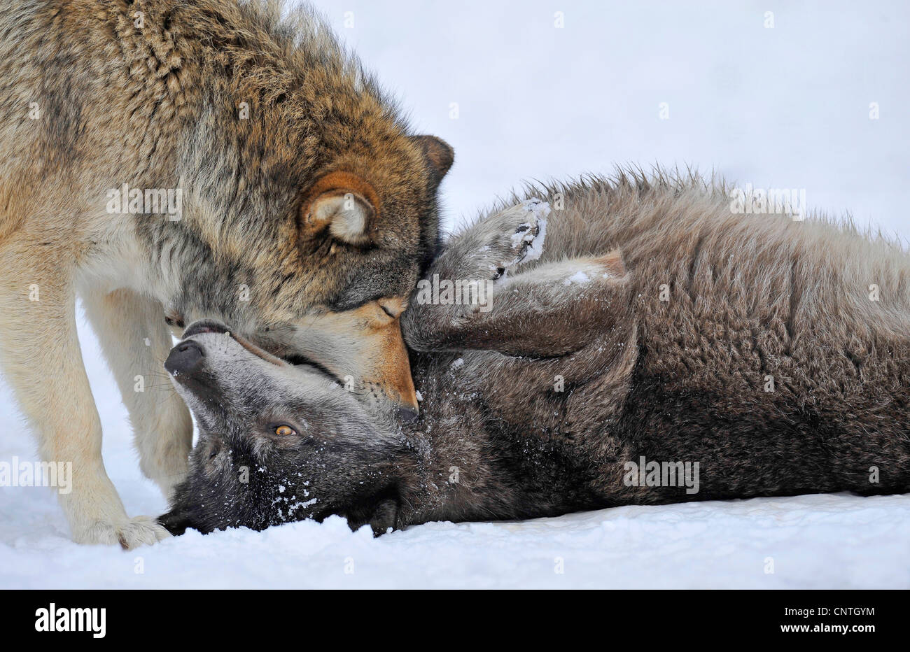 Valle di Mackenzie Wolf, Rocky Mountain Wolf, Alaskan Tundra Wolf o legname canadese Lupo (Canis lupus occidentalis), comportamento gerarchica Foto Stock
