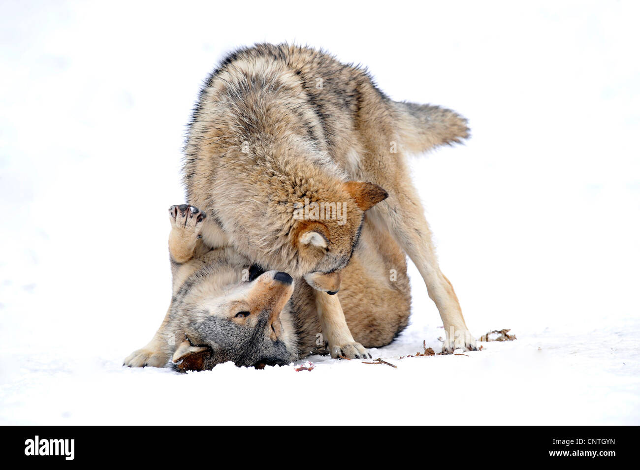 Valle di Mackenzie Wolf, Rocky Mountain Wolf, Alaskan Tundra Wolf o legname canadese Lupo (Canis lupus occidentalis), comportamento gerarchica Foto Stock