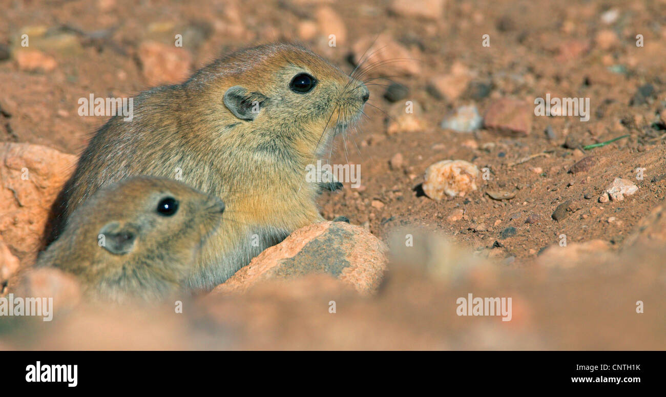 Sabbia di grasso di ratto (Psammomys obesus), coppia Foto Stock
