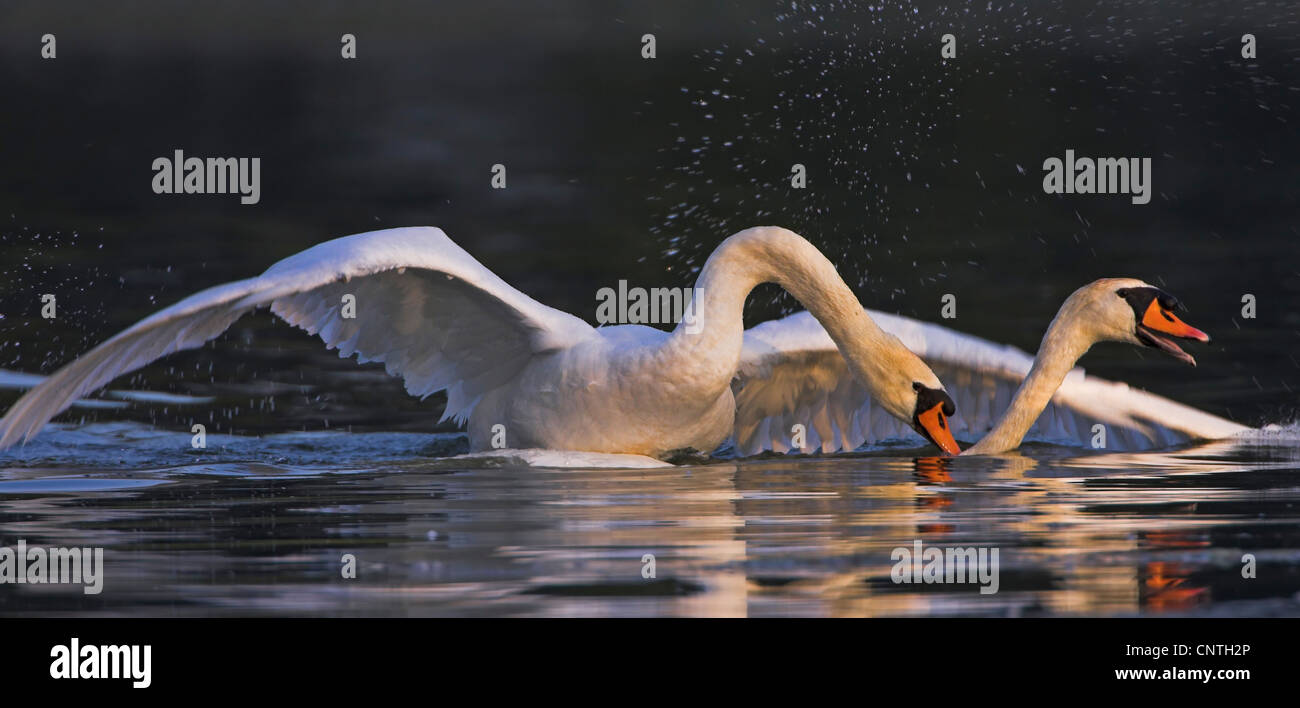 Cigno (Cygnus olor), due individui combattimenti, in Germania, in Renania Palatinato Foto Stock