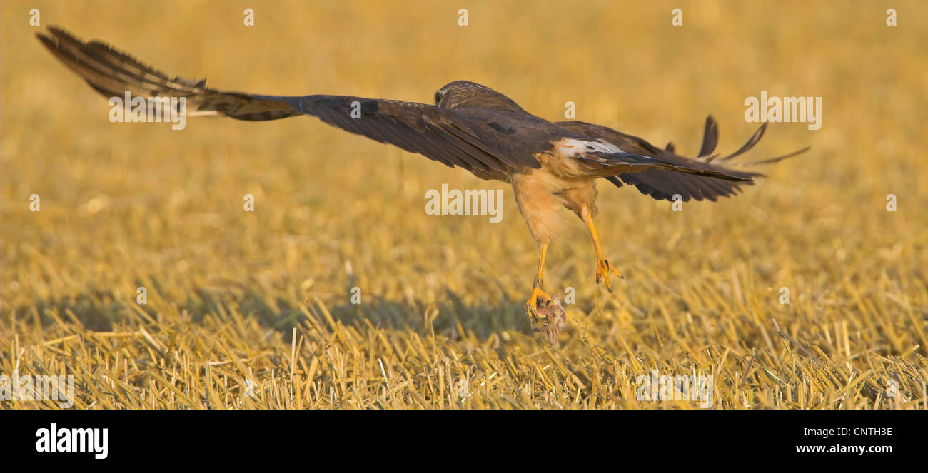Montague's Harrier (Circus pygargus), catturare prede, in Germania, in Renania Palatinato Foto Stock Montague's Harrier (Circus pygargus), catturare prede, in Germania, in Renania Palatinato Foto Stock