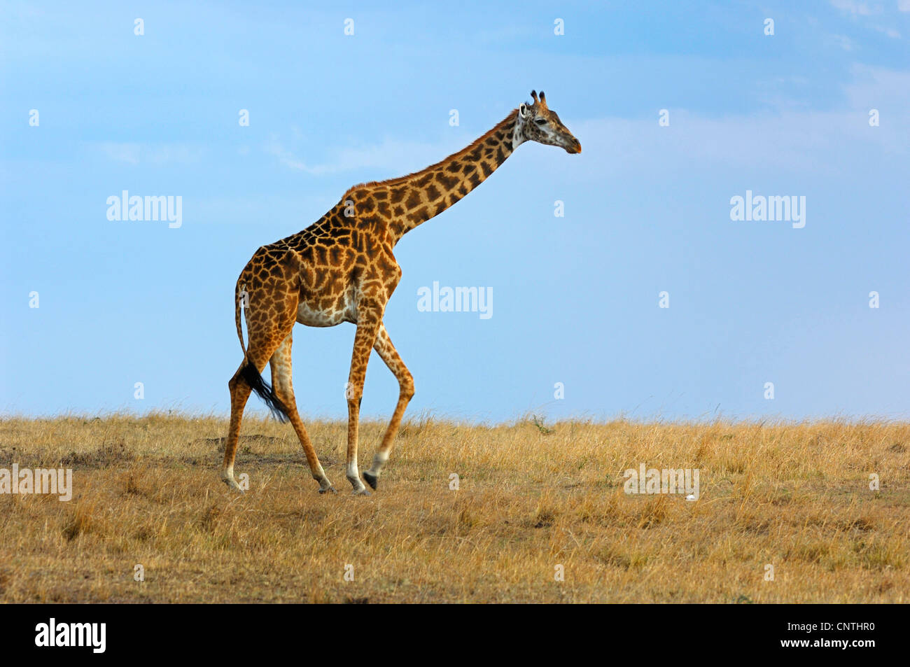 Masai giraffe (Giraffa camelopardalis tippelskirchi), a piedi nella savana, Kenia Masai Mara National Park Foto Stock