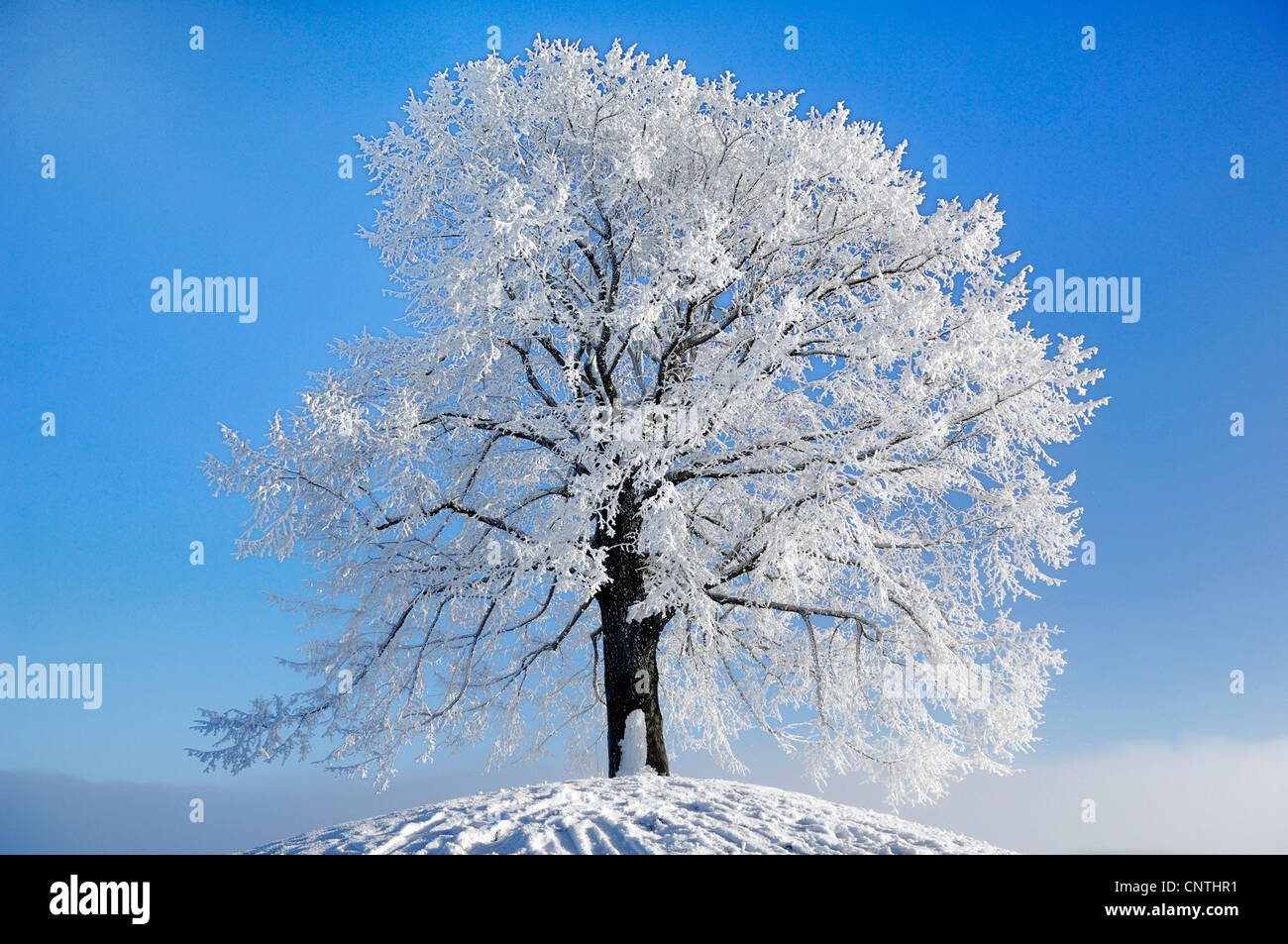 Basswood, tiglio, tiglio (Tilia spec.), tiglio in inverno, Svizzera Foto Stock