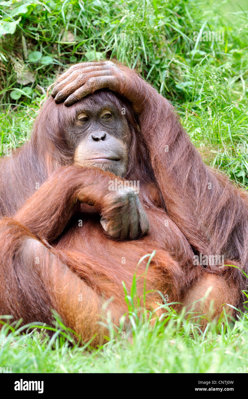 Orangutan di Sumatra (Pongo pygmaeus abelii, pongo abelii), seduta in erba dully Foto Stock
