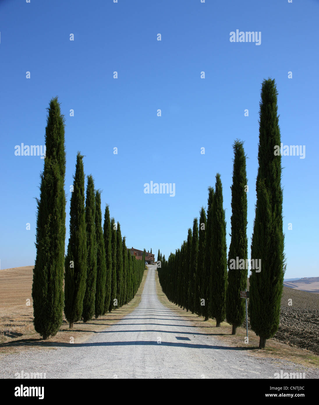 Italian cipresso (Cupressus sempervirens), cyress vicolo in Toscana, Italia, Toscana Foto Stock