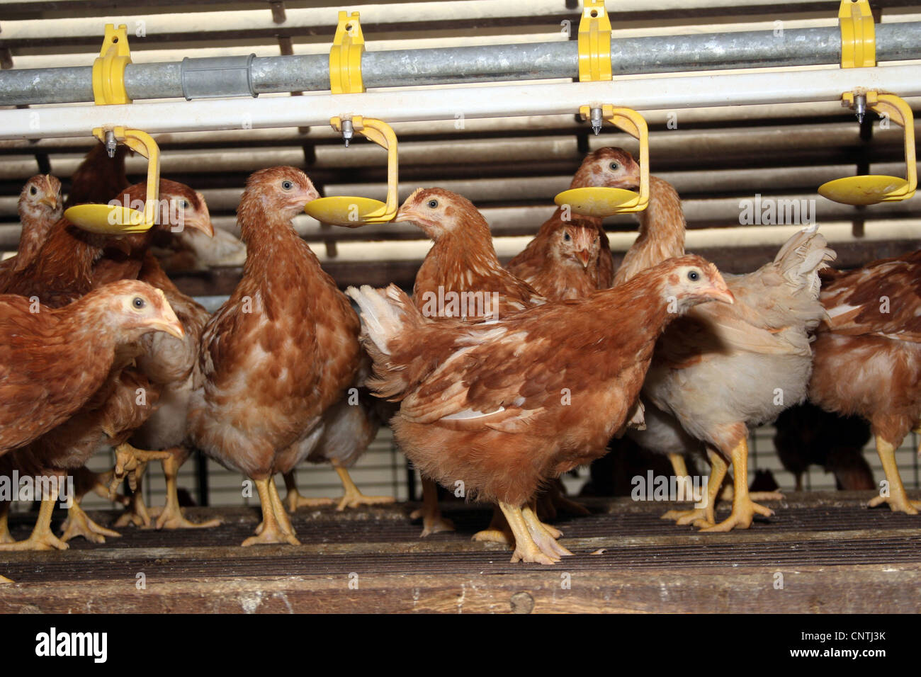 Galli e galline (Gallus gallus f. domestica), marrone giovani galline ovaiole nella sua freeranging di stallo Foto Stock