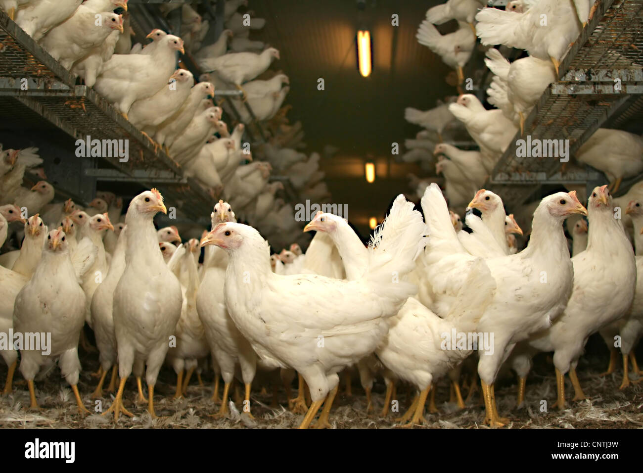 Galli e galline (Gallus gallus f. domestica), bianco giovani galline ovaiole nella sua freeranging di stallo Foto Stock