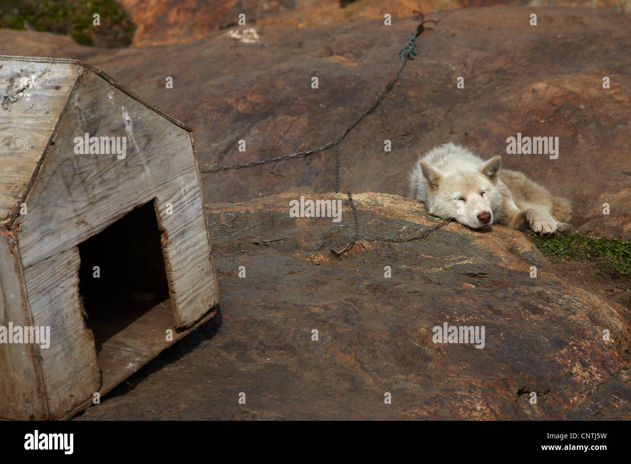 La Groenlandia cane (Canis lupus f. familiaris), che giace incatenato accanto doghouse, Groenlandia, Ammassalik, est della Groenlandia, Tiniteqilaq Foto Stock