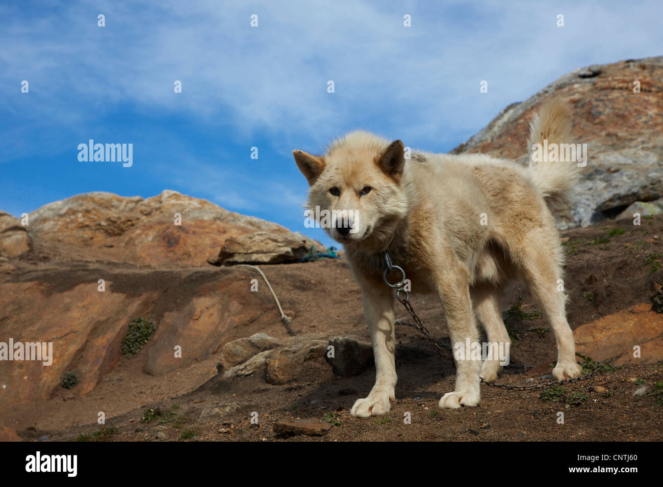La Groenlandia cane (Canis lupus f. familiaris), in piedi sulla roccia, Groenlandia, Ammassalik, est della Groenlandia, Tiniteqilaq Foto Stock