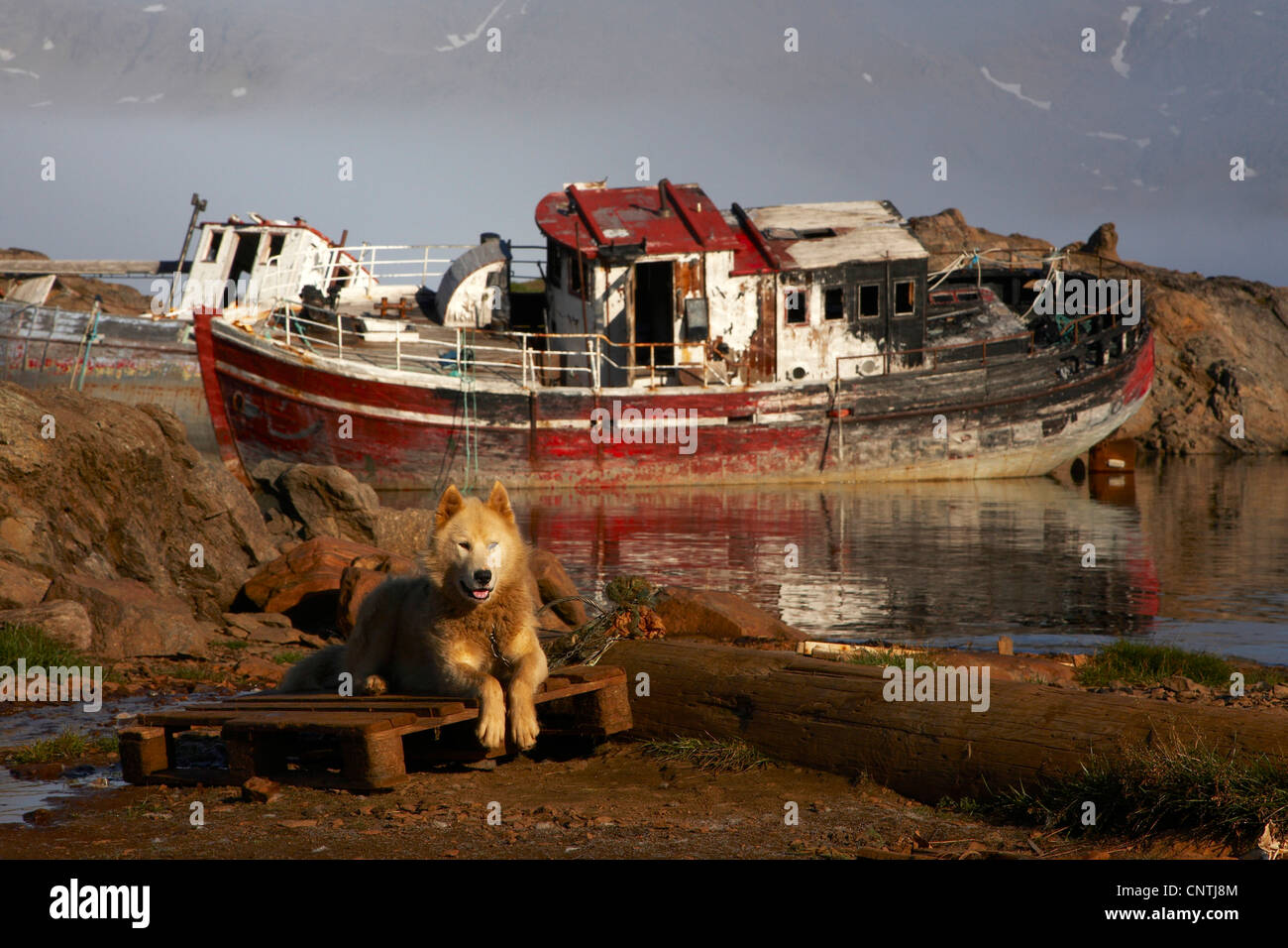 La Groenlandia cane (Canis lupus f. familiaris), naufragio e cane sulla riva, Groenlandia, Ammassalik, est della Groenlandia, Tasiilaq Foto Stock