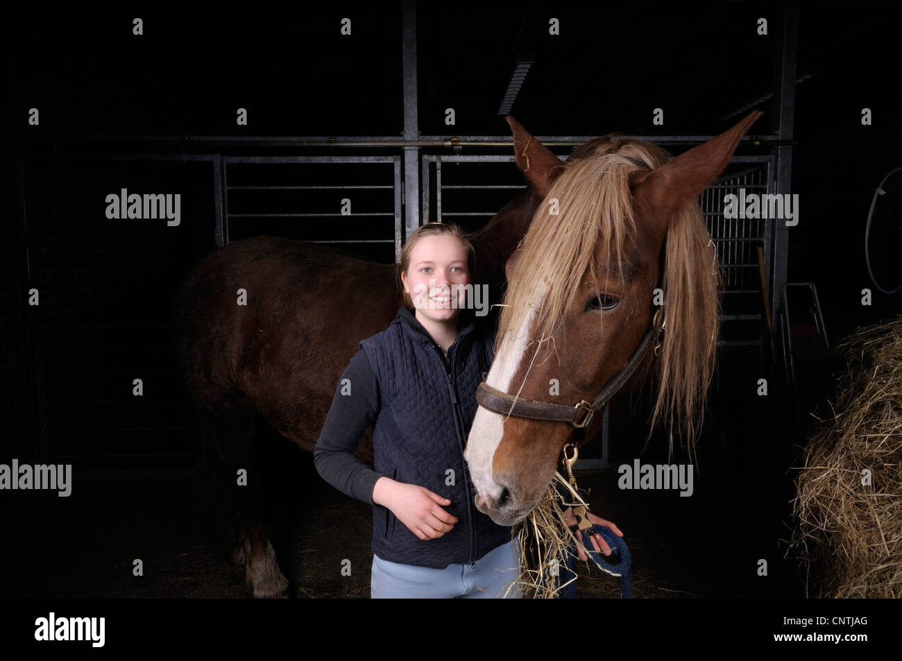 Sud coldblood tedesco (Equus przewalskii f. caballus), ragazza cavallo di alimentazione con il fieno, Germania Foto Stock