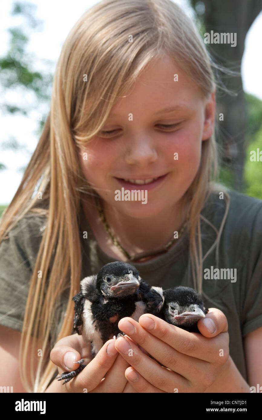 Nero-fatturati gazza (Pica pica), la ragazza con un bambino nelle sue mani, Germania Foto Stock