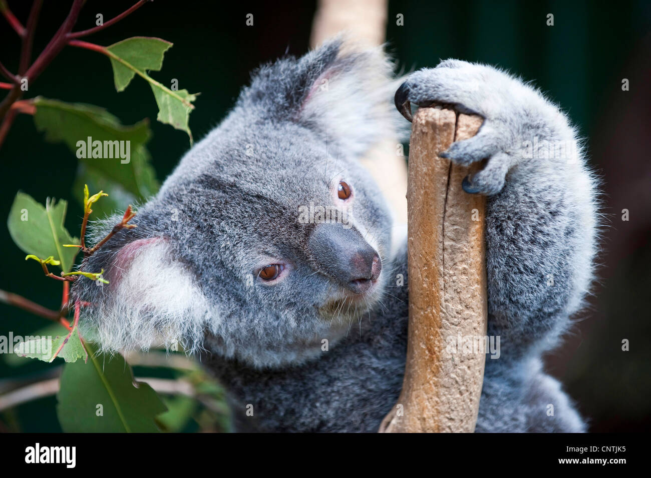 Il koala, koala bear (Phascolarctos cinereus), ritratto, Australia, Queensland Foto Stock