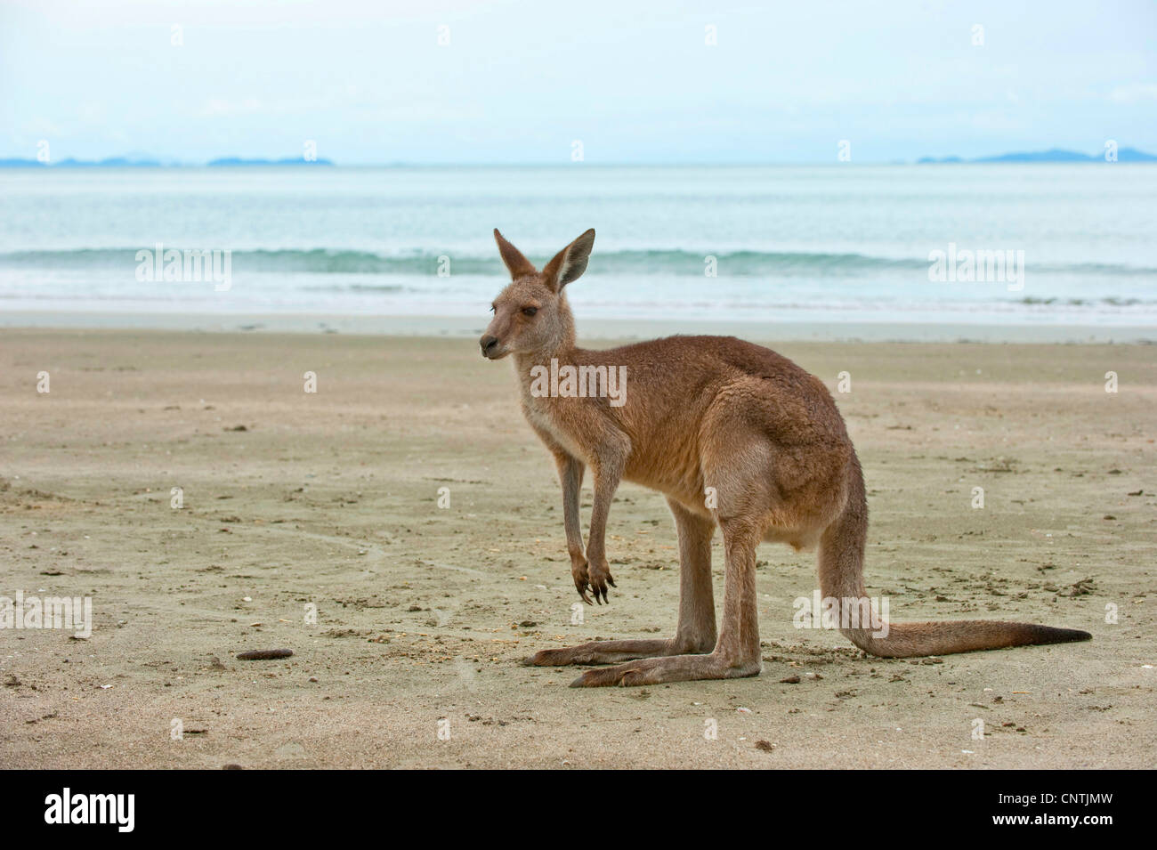 Orientale canguro grigio (Macropus giganteus), sulla spiaggia, Australia, Queensland, Cape Hillsborough Foto Stock