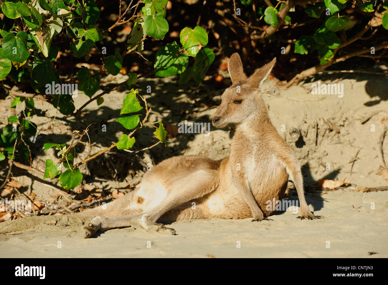 Orientale canguro grigio (Macropus giganteus), Lys sulla spiaggia, Australia, Queensland, Cape Hillsborough Foto Stock