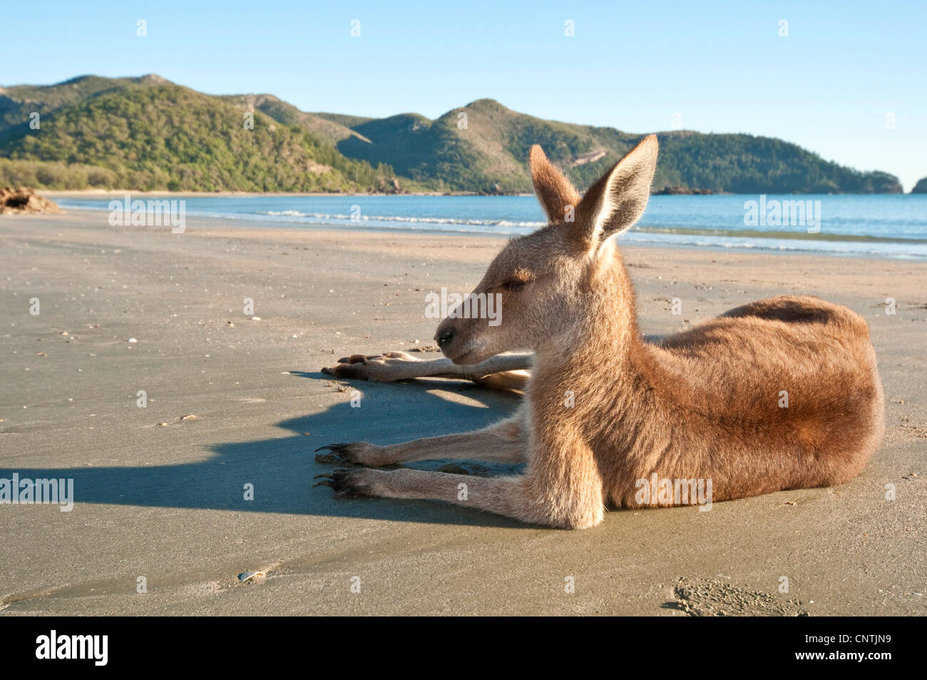 Orientale canguro grigio (Macropus giganteus), sdraiati sulla spiaggia, Australia, Queensland, Cape Hillsborough Foto Stock