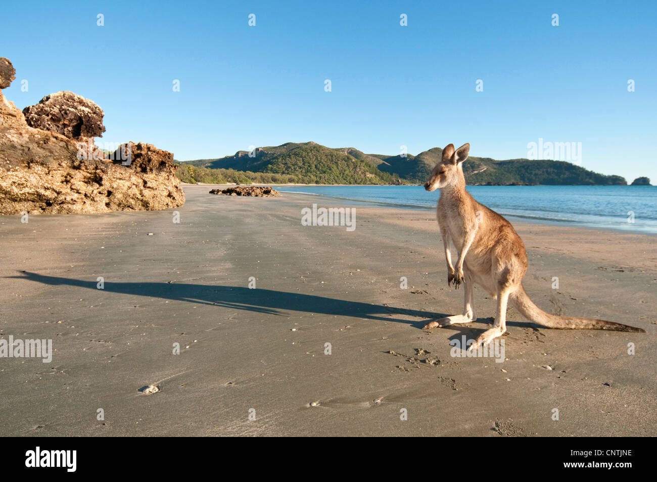 Orientale canguro grigio (Macropus giganteus), sorge sulla spiaggia, Australia, Queensland, Cape Hillsborough Foto Stock