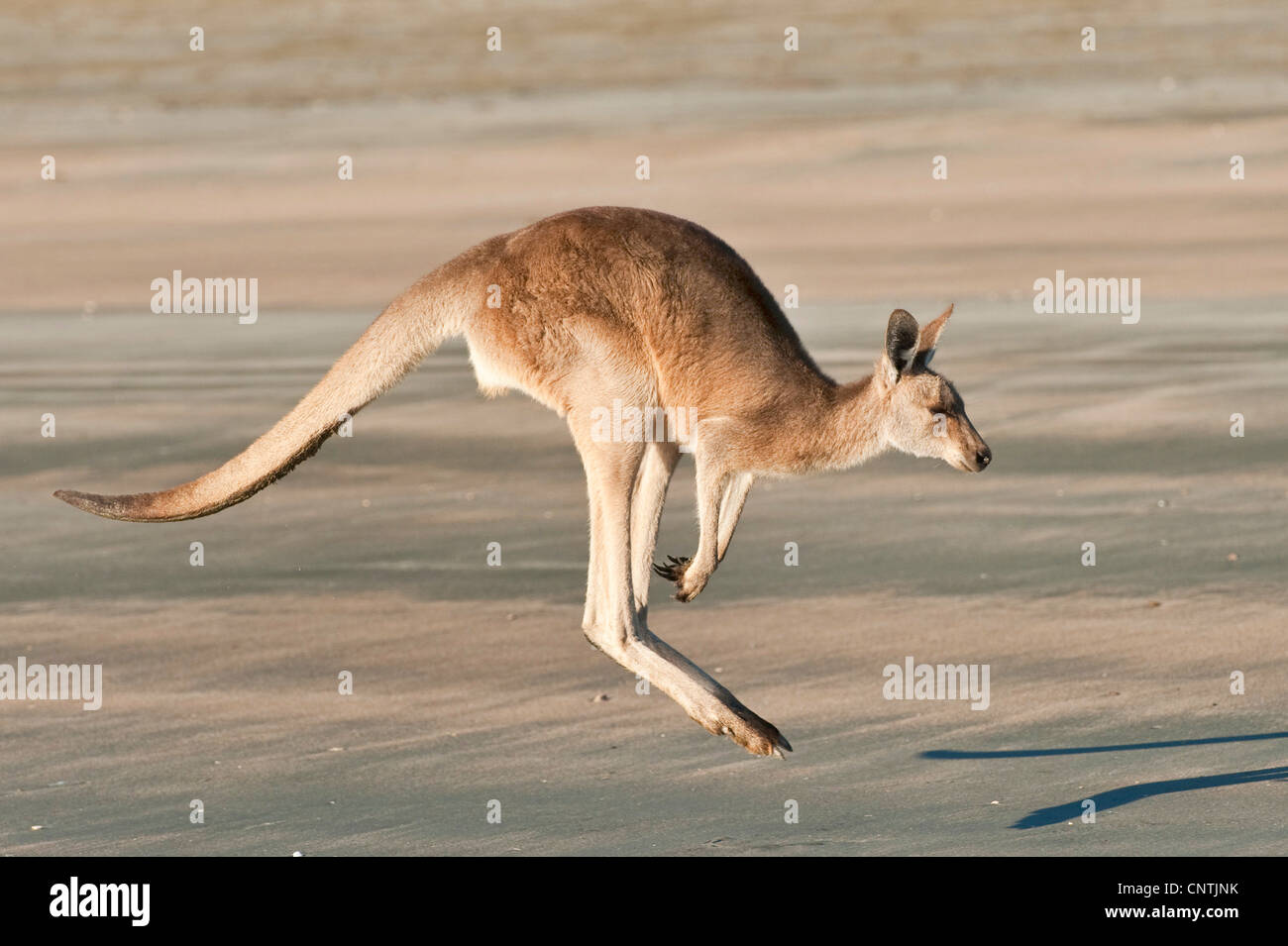 Orientale canguro grigio (Macropus giganteus), salta sulla spiaggia, Australia, Queensland, Cape Hillsborough Foto Stock