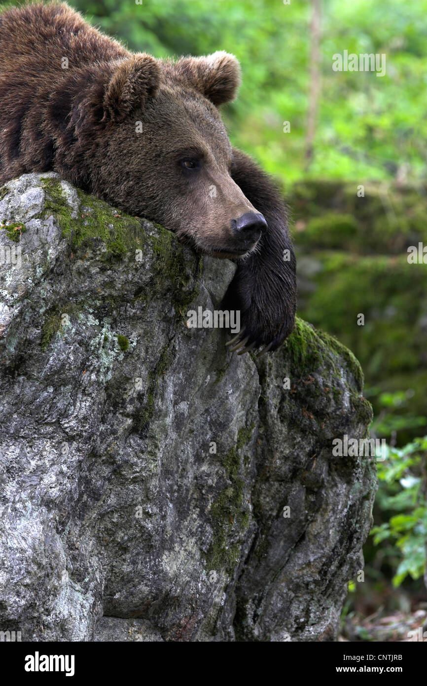 L'orso bruno (Ursus arctos), giacente su una roccia sul ventre, Germania Foto Stock