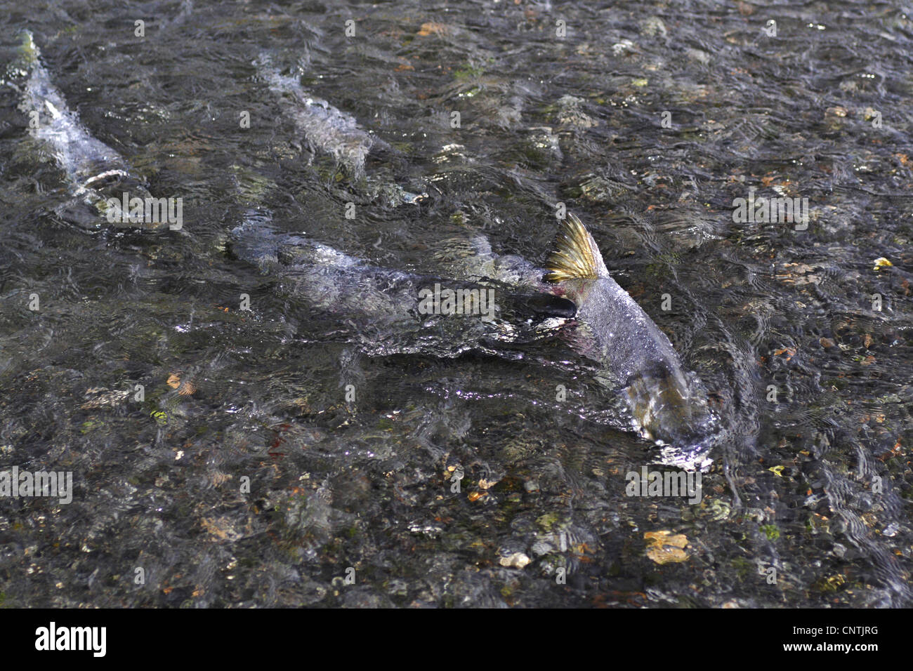 Salmone Chum (Oncorhynchus keta), diverse sulla migrazione, STATI UNITI D'AMERICA, Alaska, Kodiak Island Foto Stock