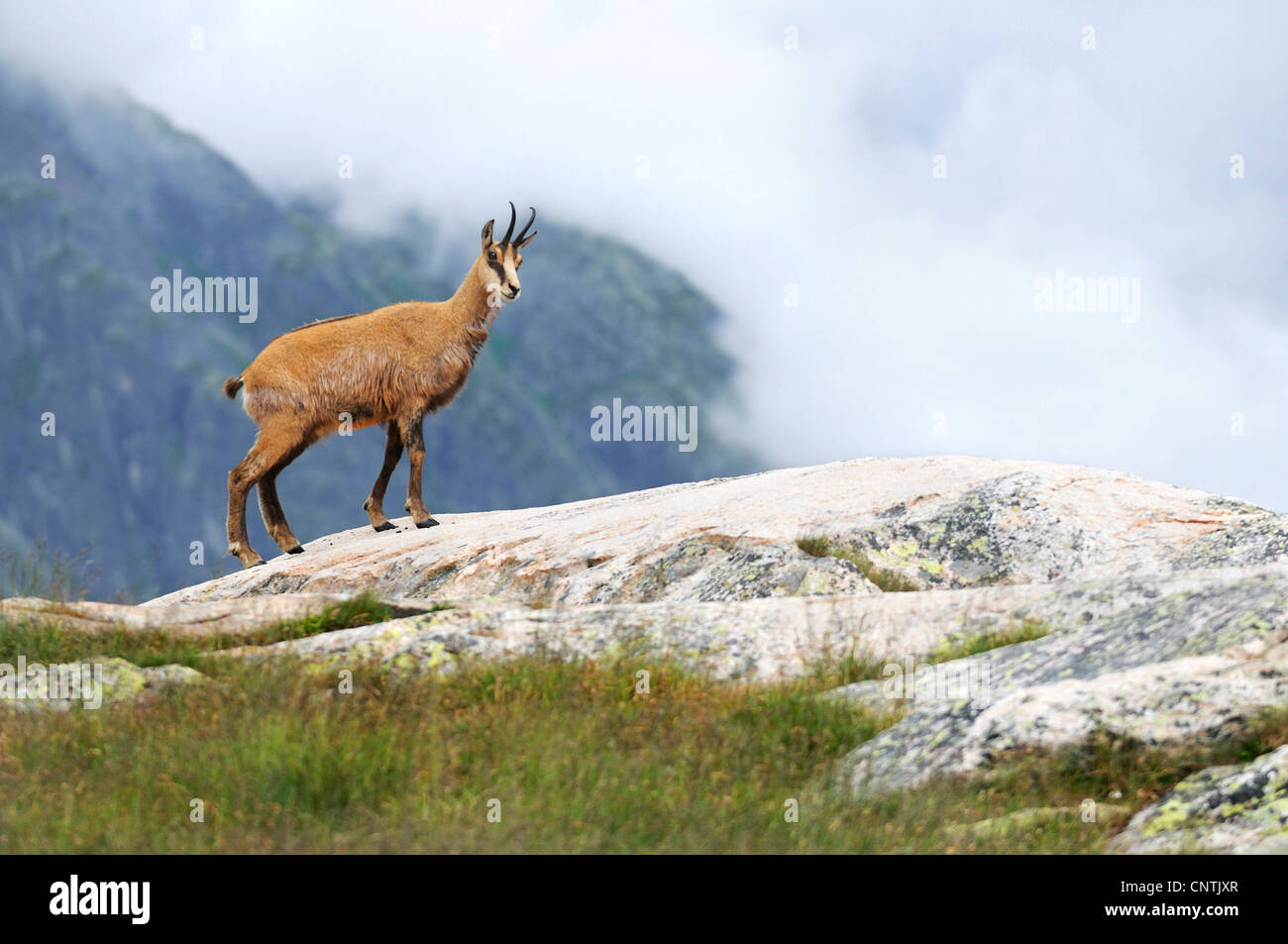 Il camoscio (Rupicapra rupicapra), in piedi sulla roccia di fronte abysm, Alpi Foto Stock