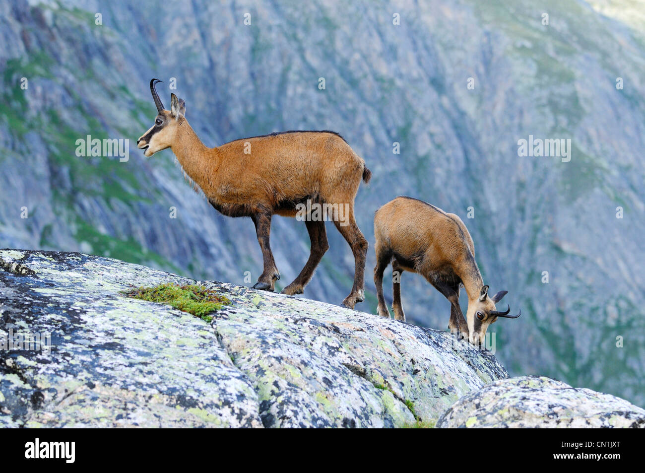 Il camoscio (Rupicapra rupicapra), in piedi sulla roccia di fronte abysm, Alpi Foto Stock