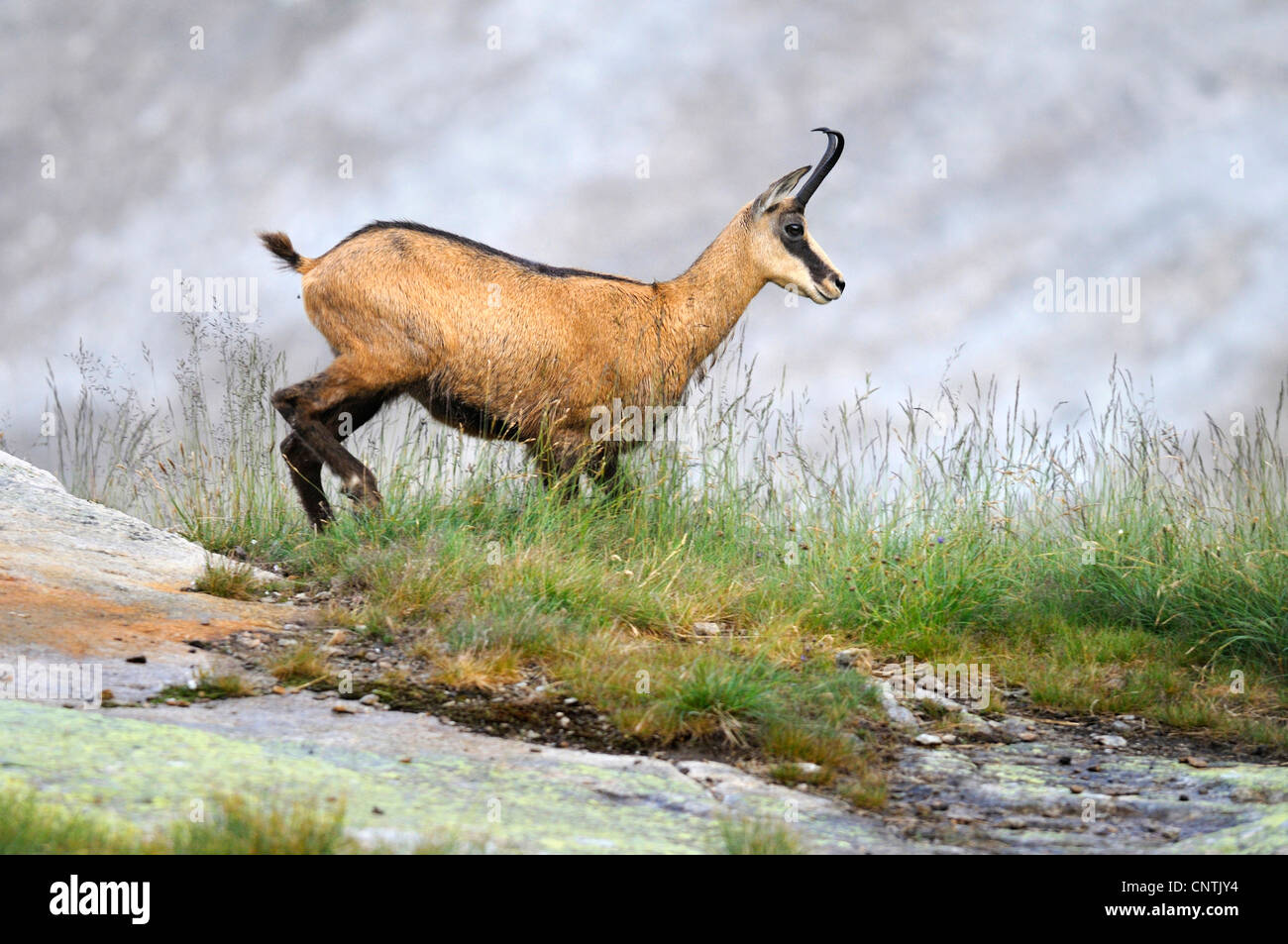 Il camoscio (Rupicapra rupicapra), in piedi sul pendio, Alpi Foto Stock