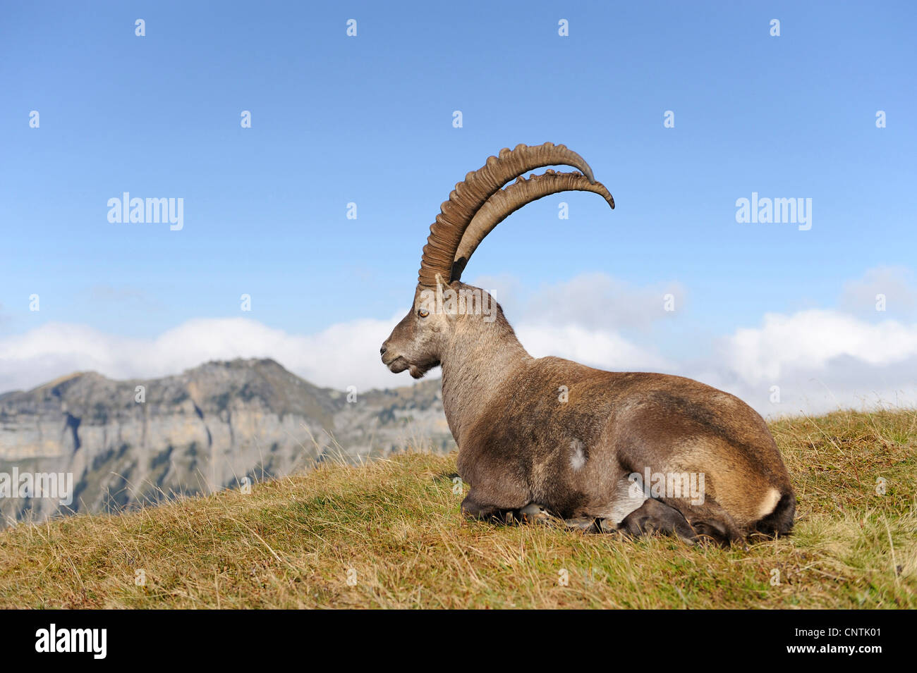 Stambecco delle Alpi (Capra ibex), sdraiato su un prato in alta montagna, Alpi Foto Stock