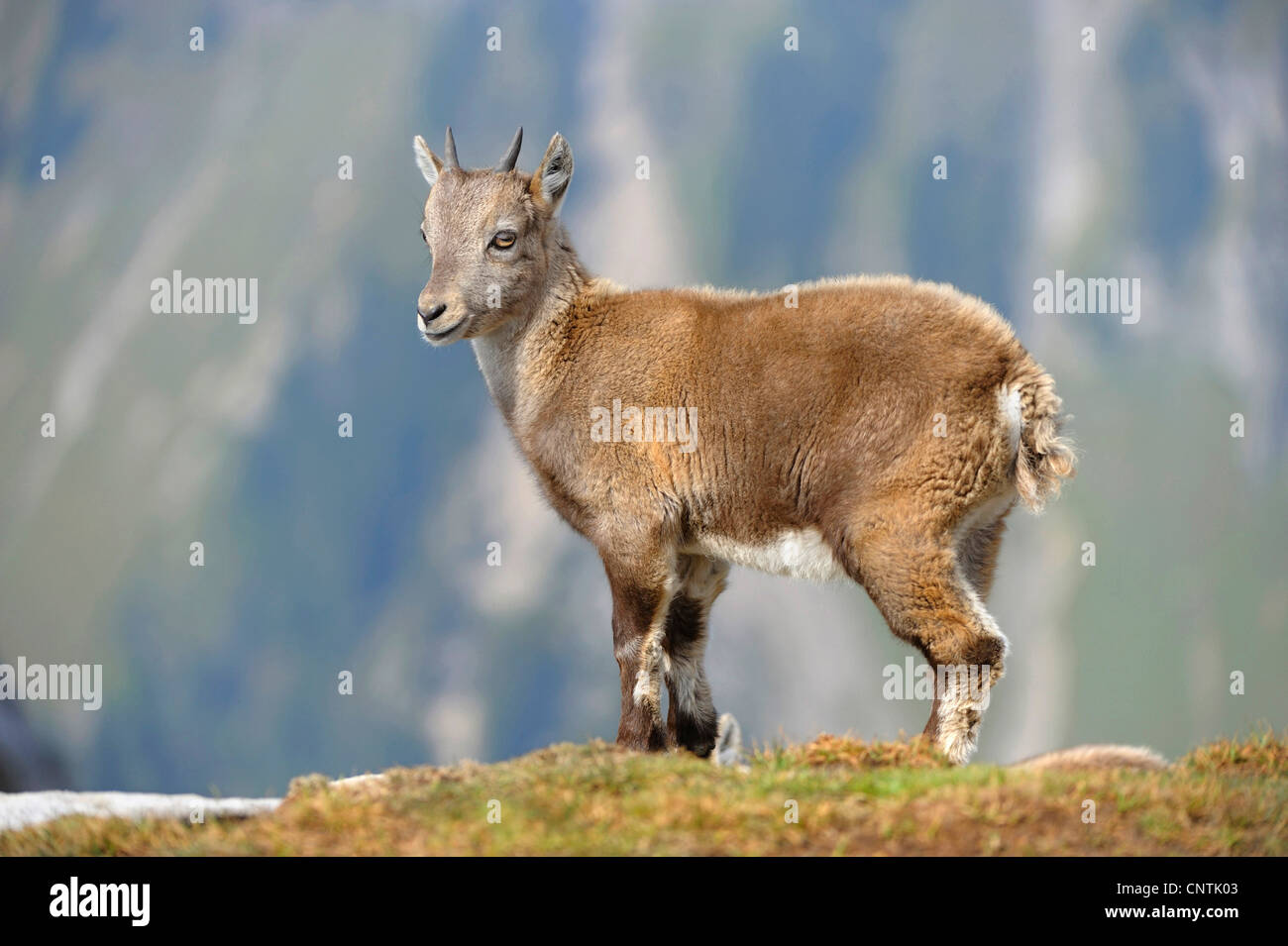 Stambecco delle Alpi (Capra ibex), fulvo, Alpi Foto Stock