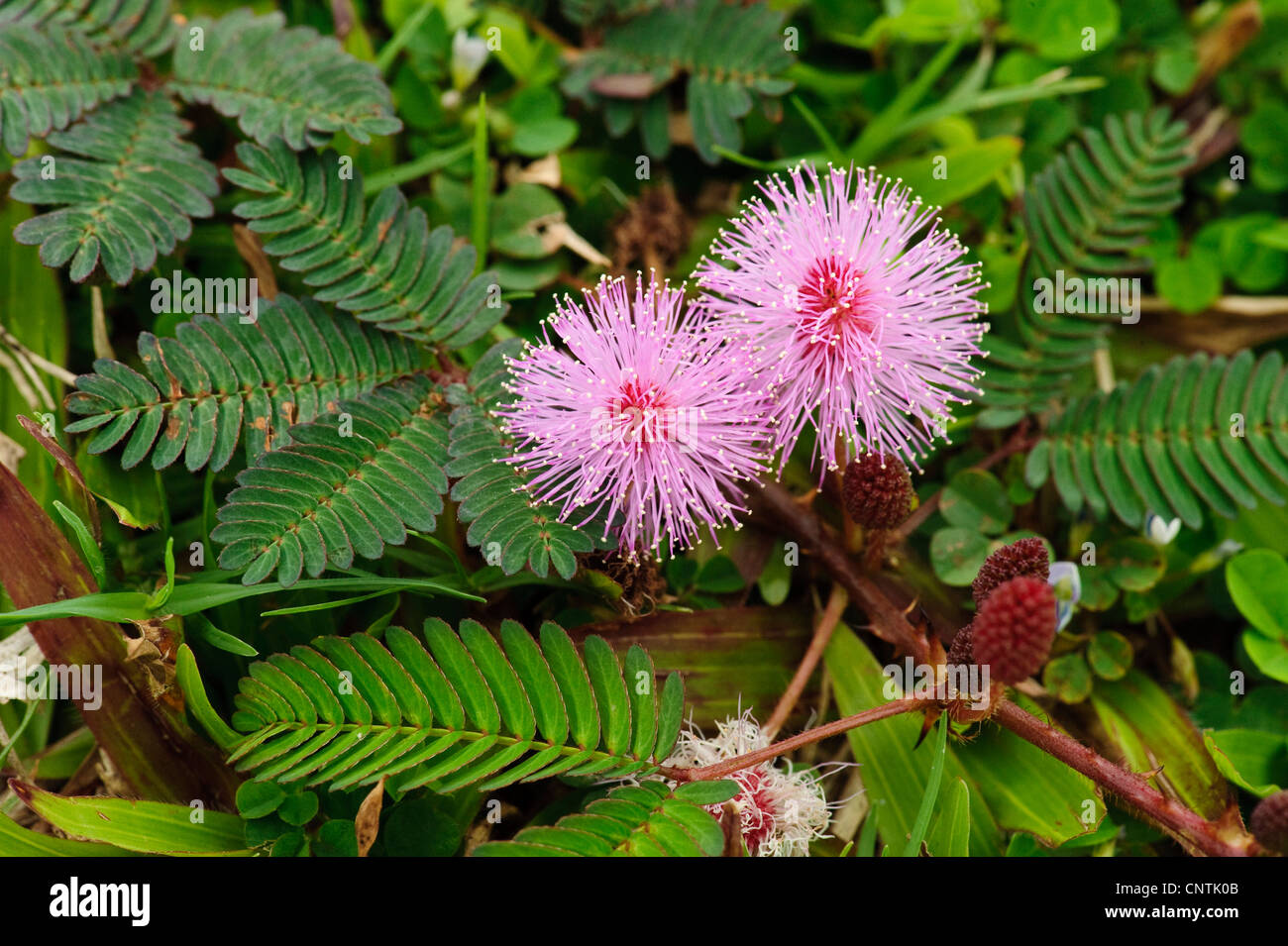 Impianto sensibili, touch-me-non (Mimosa pudica), fioritura Touch-me-non, Australia, Queensland Foto Stock