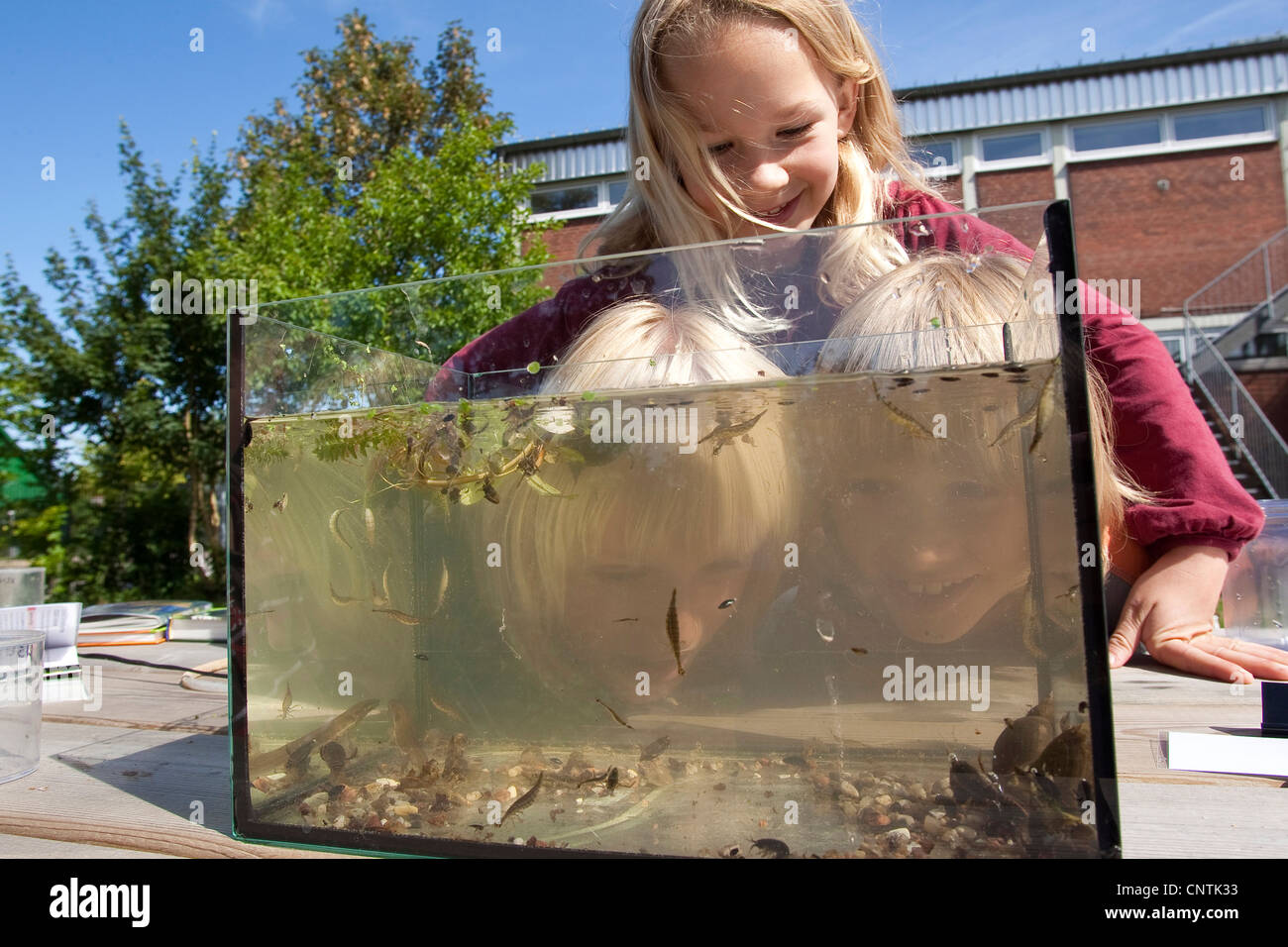 Gli allievi della scuola primaria la visione di animali catturati per l'auto-costruito stagno nel giardino della scuola in un acquario Foto Stock