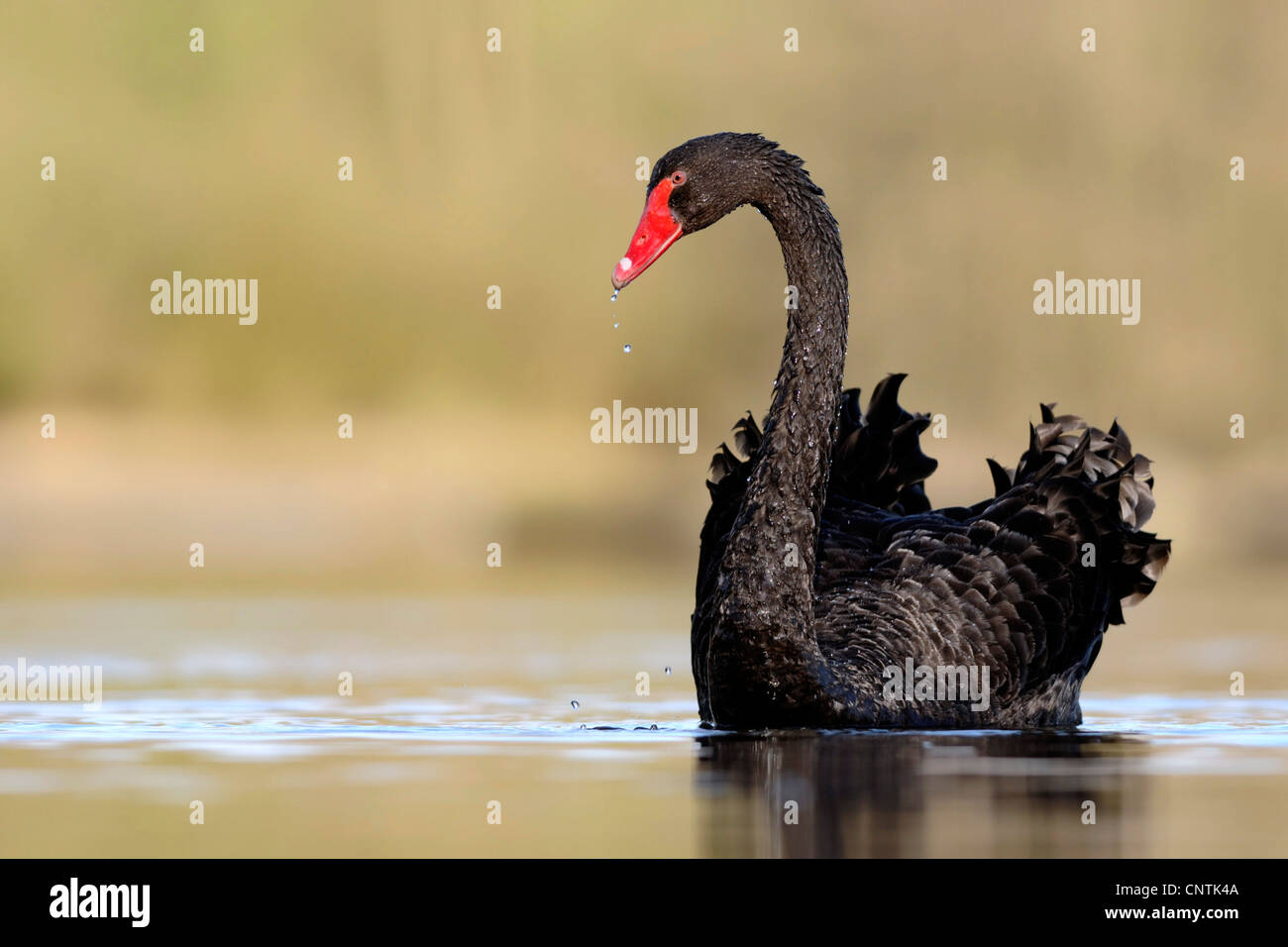 Black Swan (Cygnus atratus), piscina su un lago Foto Stock