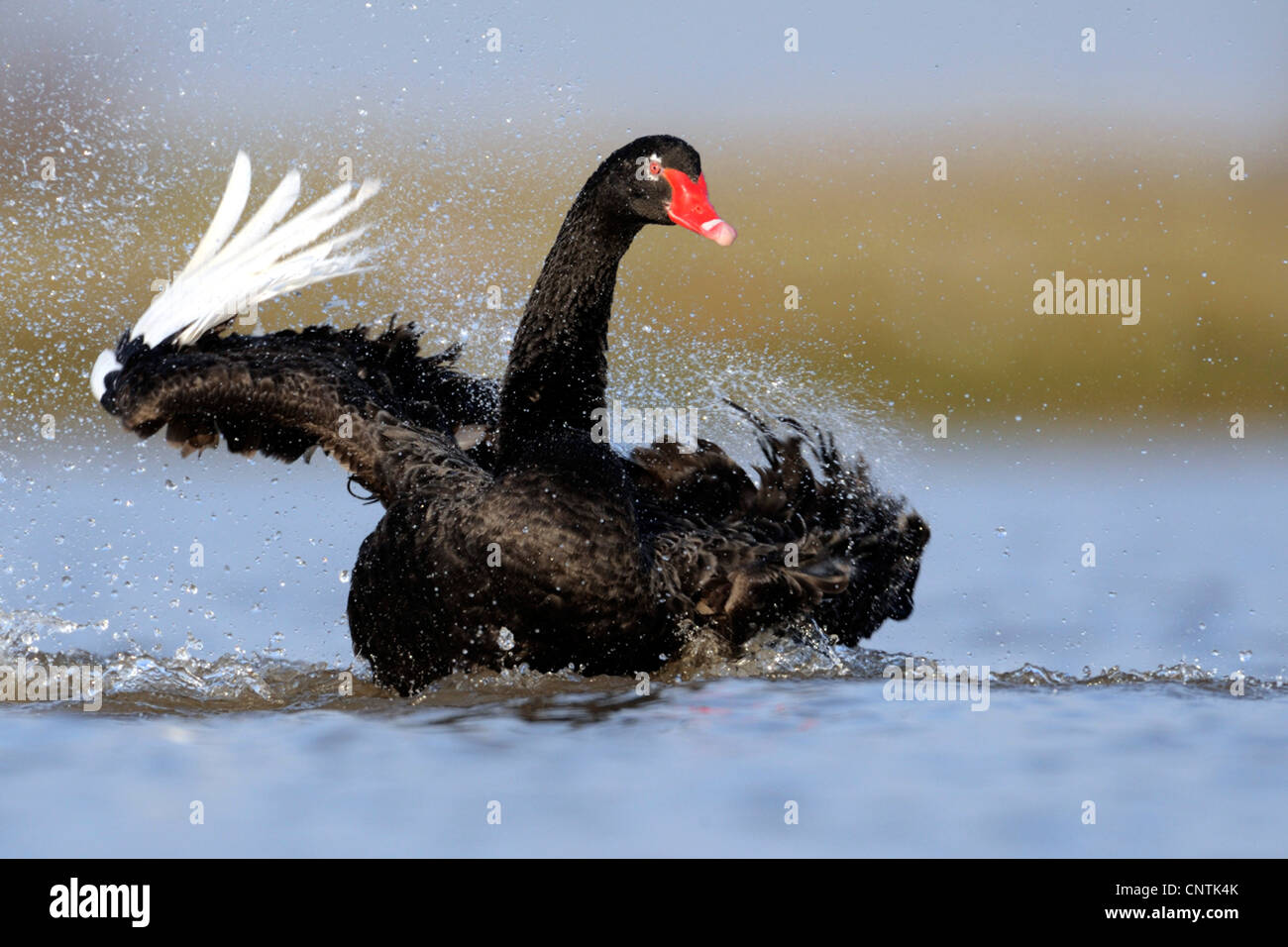 Black Swan (Cygnus atratus), piscina su un lago di svolazzamento ali Foto Stock